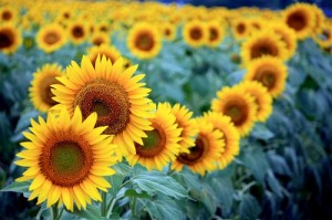 sunflower6